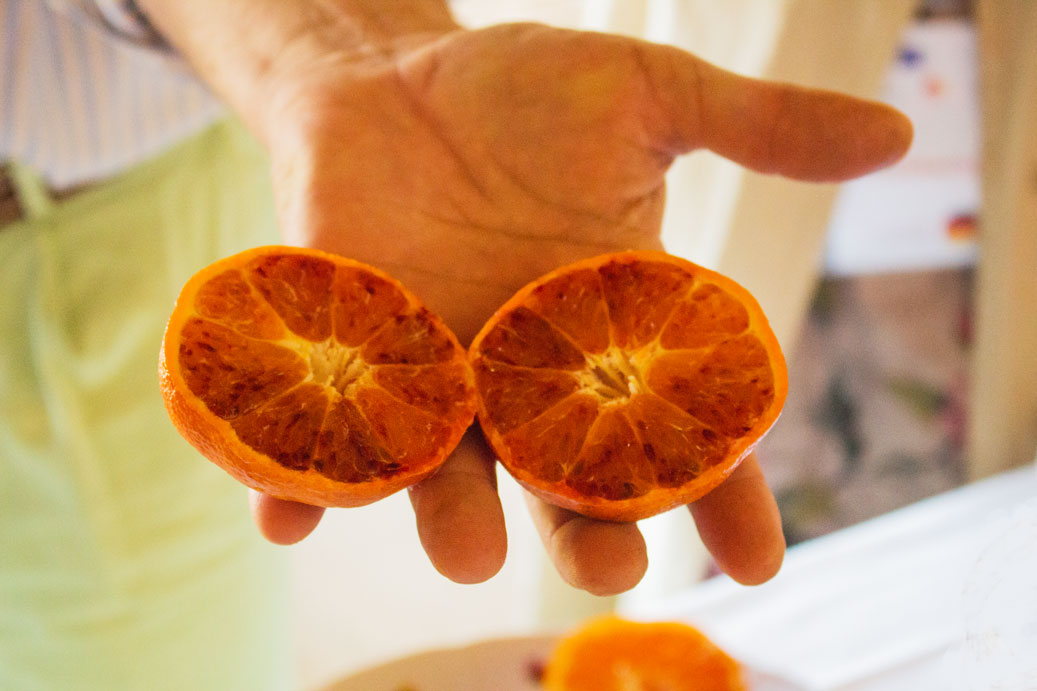 Sicily citrus blood oranges